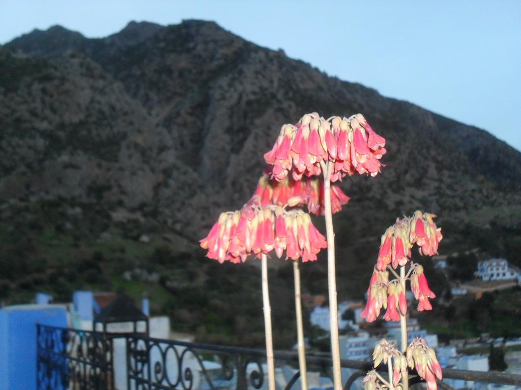 Bed and Breakfast Dar Lbakal à Chefchaouen Extérieur photo